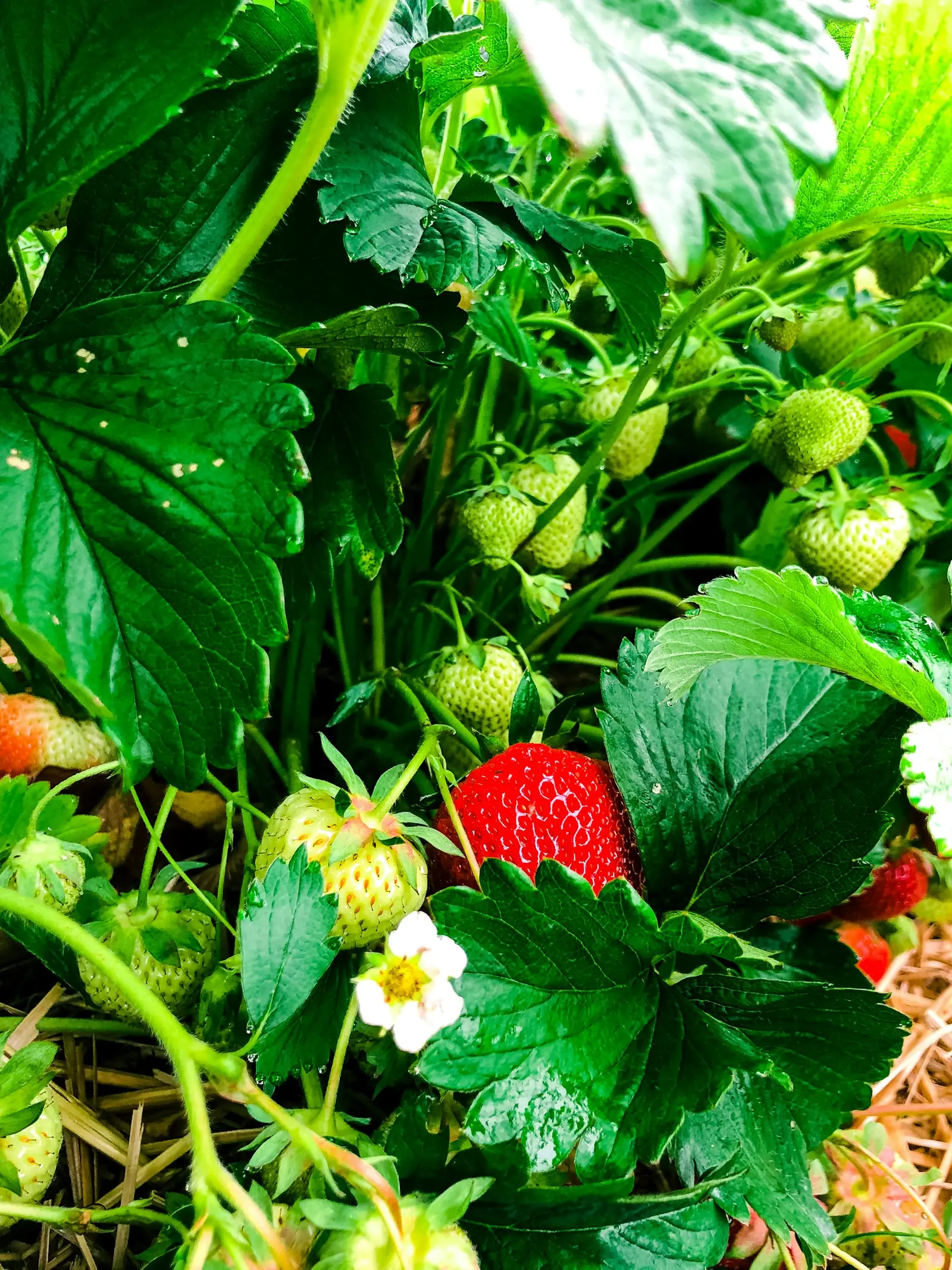 Fruits rouges & Exotiques