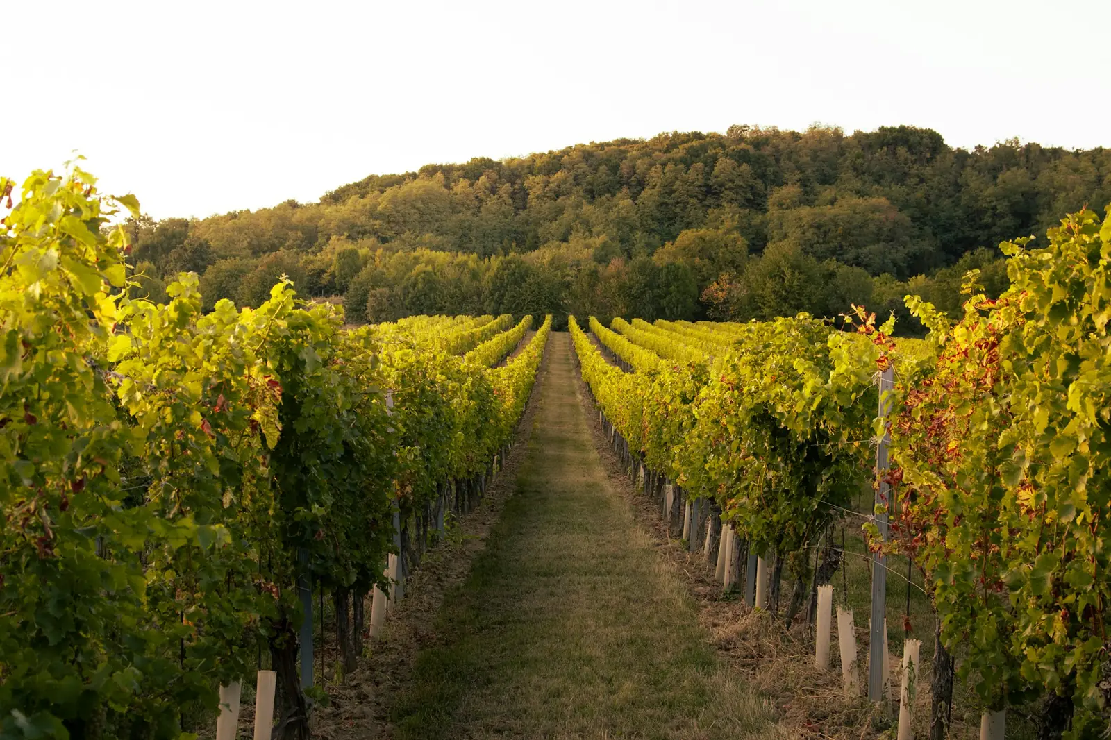 Plantes aromatiques & Vigne